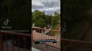 Renca San Luis Argentina