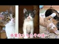 里親さんのもとへ巣立っていった卒業生たちのその後…【保護猫】