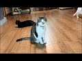猫ビンゴ大会開催前夜