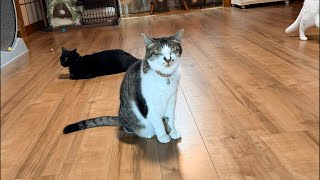 よりパパ【しゃあ猫団 ch.】 がライブ配信中！