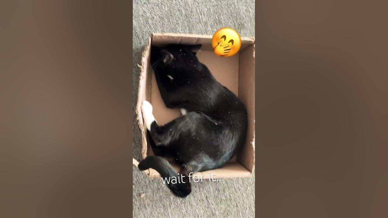 Kitty in a catnip box! 🍃📦😹👀 please subscribe and 👍🏻 YouTube