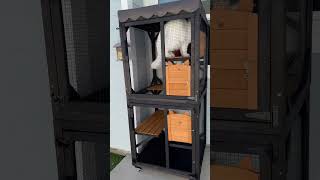 It's the best invesment ever made #cat #catio #catenclosure