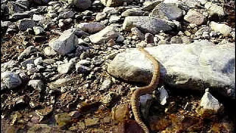 Arizona Ridge-Nose rattlesnake in the wild