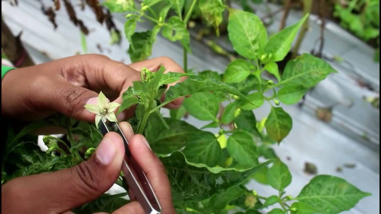 01. Polinasi Tanaman Cabai (Pollination Of Chili Plants) YouTube