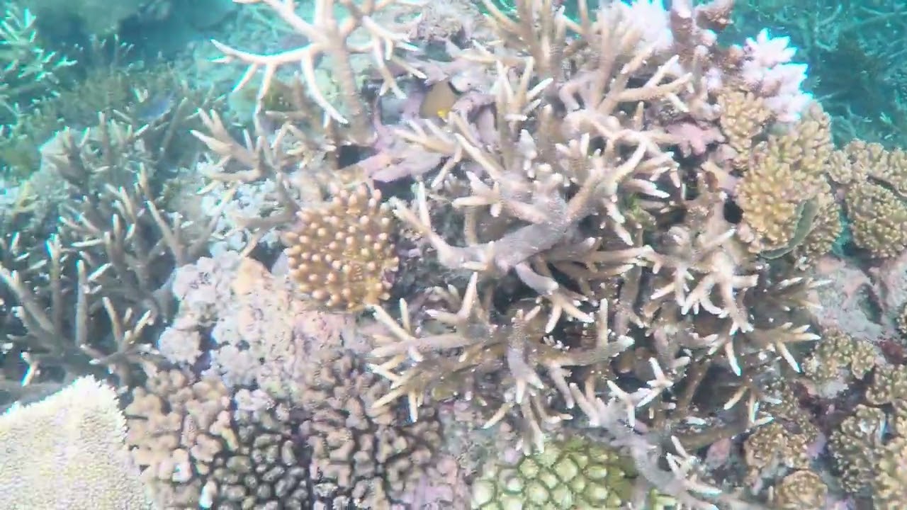 Australia 2025-11: Great Barrier Reef (Hastings Reef and Fish Bowl Reef)