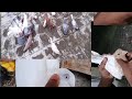 pigeon vlog 5 #colouringpigeon