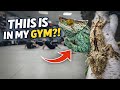 You Won’t Expect This in a Jiu Jitsu Gym… | Reptile Room Tour