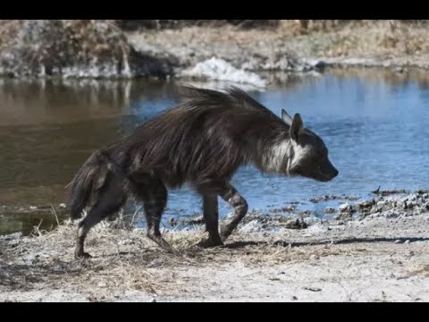 Бурые гиены. Все что известно об этих животных