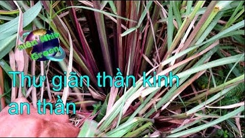 Cây sả Java chữa huyết áp điều hòa mạch máu.Cymbopogon winterianus. @ThienNhienGREEN