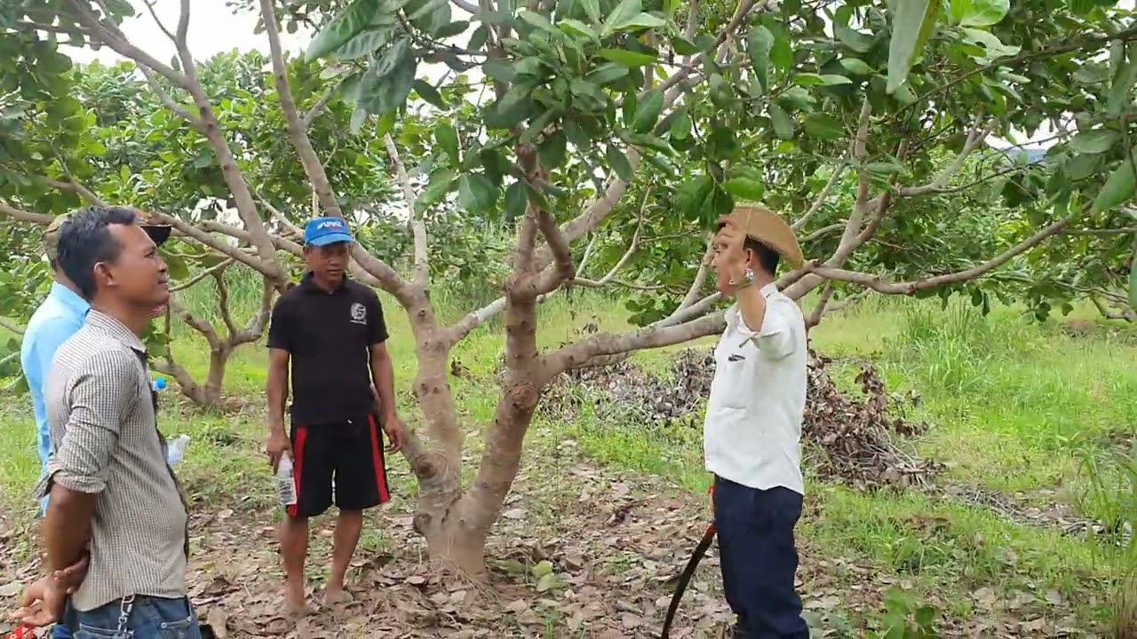 ការថែទាំស្វាយចន្ទី និងការដាក់ជីគល់នៅខែណាទើបល្អ (លេខទូរស័ព្ទ 0717977126 // 010977126 #ep.247