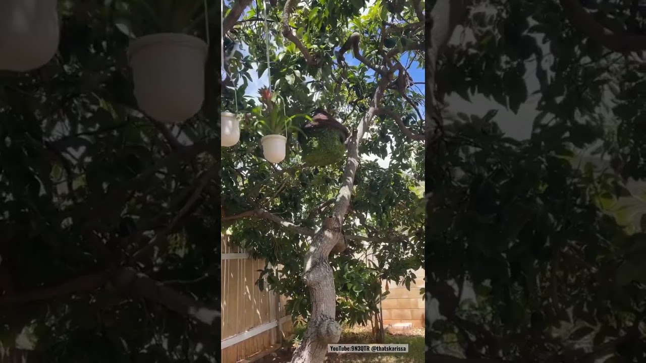 What Magical Creatures Dwell in Trees? 🌳✨🧌🧚‍♂️ 