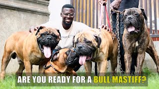 Watch this before you get a Bull Mastiff!!!
