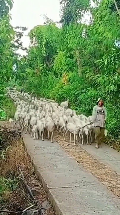 Amazing,,, herding hundreds of sheep