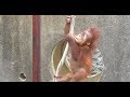 Baby Orangutan POPO 29 - Climb Up Higher - 6 Months Old