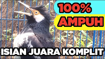 JALAK SUREN GACOR paling AMPUH buat MASTERAN BURUNG JALAK MUDA agar cepat Gacor FULL ISIAN