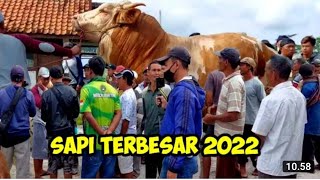 Bos Jagal dari SOKARAJA, Borong semua sapi jumbo di Grabag