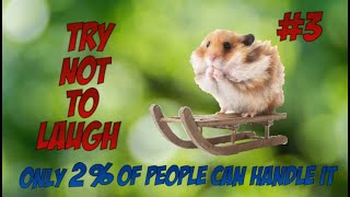 Funny Hamster Videos to MAKE Your Day BETTER! [PART 3] by Have you seen my hamsters? 1,303 views 3 months ago 2 minutes, 45 seconds