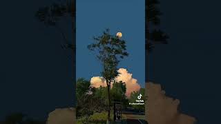 🌲 Nature & Forest Videos🌅 Beautiful Sunsets🎥 Daily Relaxing Content