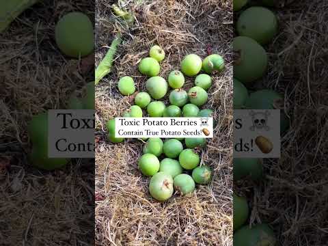 Video: True Potato Seed Information - Produzieren Kartoffeln Samen