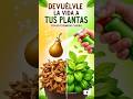 Devu&eacute;lvele la vida a tus plantas con este remedio casero #cuidadodeplantas #plantas #jardin #flores