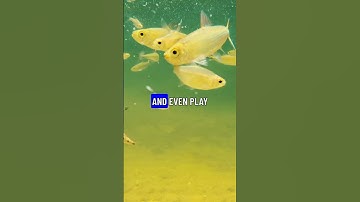 Goldfish Memory Lasts Months Not Seconds