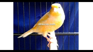 suara burung kenari jawara mandor kawat milik om yayan ppkt di blog om kicau