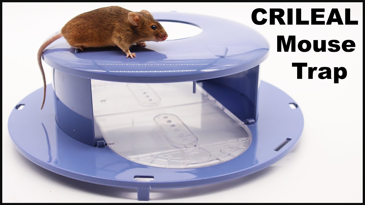 The CRILEAL Bucket Lid mouse trap sold on . Mousetrap Monday