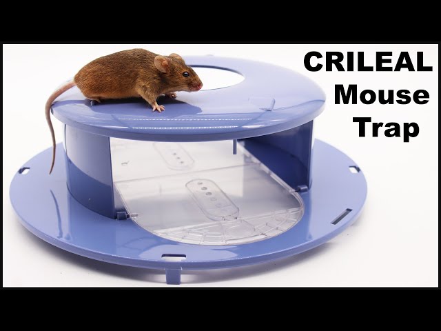  RinneTraps  Dizzy Dunker Bucket Lid Mouse Trap