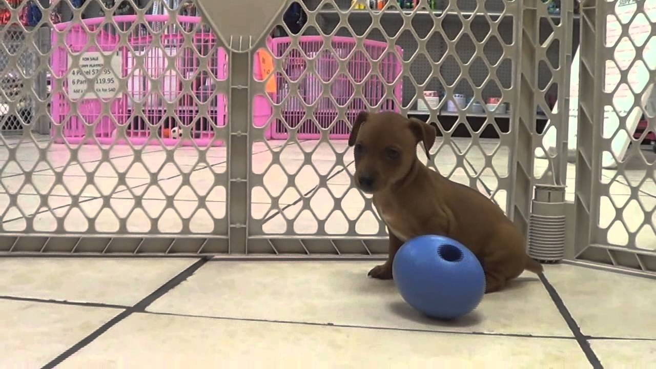 Miniature Pinscher, Puppies, For, Sale, In, Allegheny ...