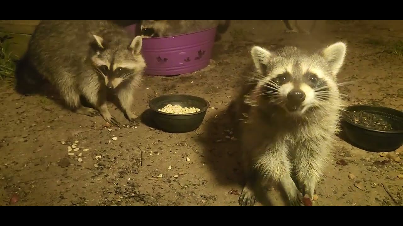 Expresso Racoons Thursday, 14 Raccoons and I think Espresso's babies. - YouTube