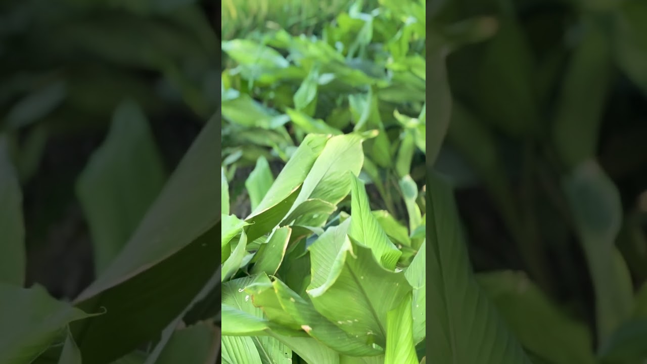 How to grow organic vegetables 