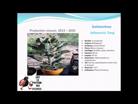 Vidéo: Plante de panda d'intérieur : conseils pour faire pousser des plantes de panda Kalanchoe