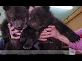 Милота: Два медвежонка Глаша и Дуняша поселились в Витебском зоопарке