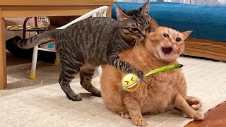 The ULTIMATE Cat and Dog Videos!😁FUNNIEST Pets😽🐶