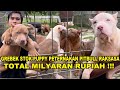 Grebek stok puppy peternakan pitbull raksasa terbesar di indonesia  total capai milyaran rupiah