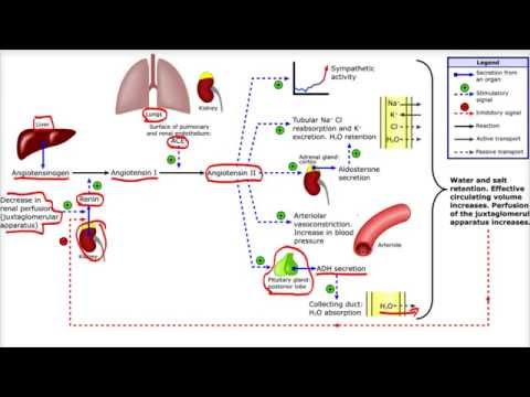 Vídeo: Diferencias Sexuales En Los Efectos Metabólicos Del Sistema Renina-angiotensina