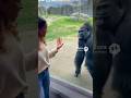 This Gorilla’s Smile Will Melt Your Heart 🦍❤️#Heartwarming#GorillaMoment#PureJoy#Animal#ViralShorts