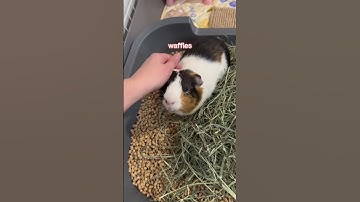 Thumbnail of meet my nine Guinea pigs! #guineapig #guineapigcare #guineadad #pet #cute #cavy