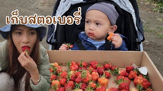 สอนลูกชายเก็บสตอเบอร์รี่/ น้องออสตินชอบกินสตอเบอร์รี่/ ชีวิตในอเมริกา