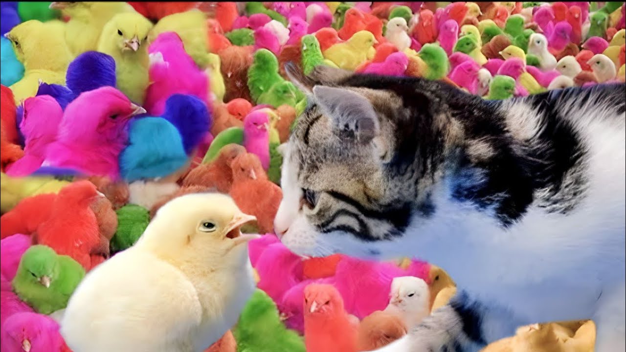 Coloured Chicken Baby love for cat 🐈,COLOUR CHICKS🐤, CHICKS VS Kitten