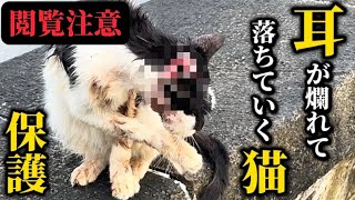 【閲覧注意】耳が爛れて崩壊していく猫を保護します。