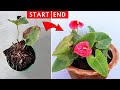 See how i saved a dying anthurium plant