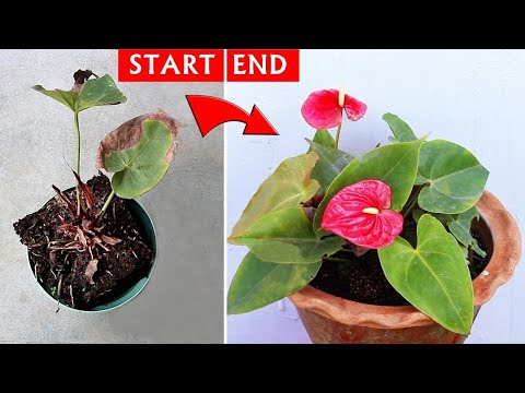 Video: Anthurium Plant Hangende - Wat te doen voor een Droopy Anthurium