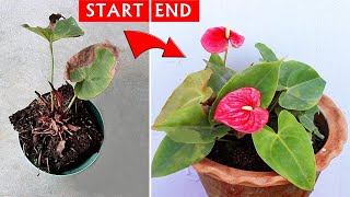 SEE How I SAVED a DYING Anthurium Plant?