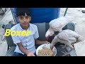 Boxer or heer set hoty ja rhey hai  #apnashook #petsvlog  #dumby #kabuta