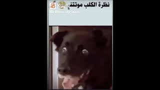 اخوكي بياكل صحابه