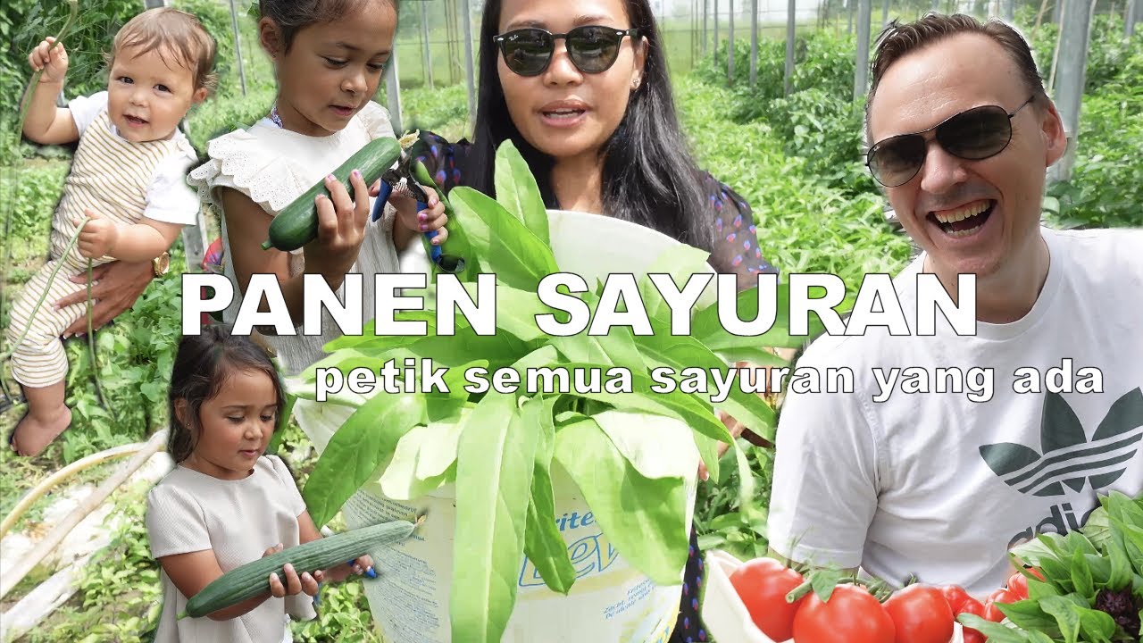 PANEN SAYURAN DI BELANDA ADA KANGKUNG, KACANG PANJANG, KETIMUN, BUNCIS, TERONG, TOMAT & KEMANGI