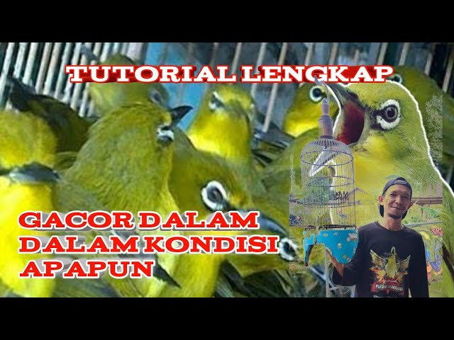 tetap gacor dalam kondisi apapun - rawatan pleci class=