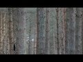 Dance North Scotland | RISE 21 Highlight Film