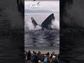 Seeing the giant and biggest whale in the world shorts whale viral trending fyp